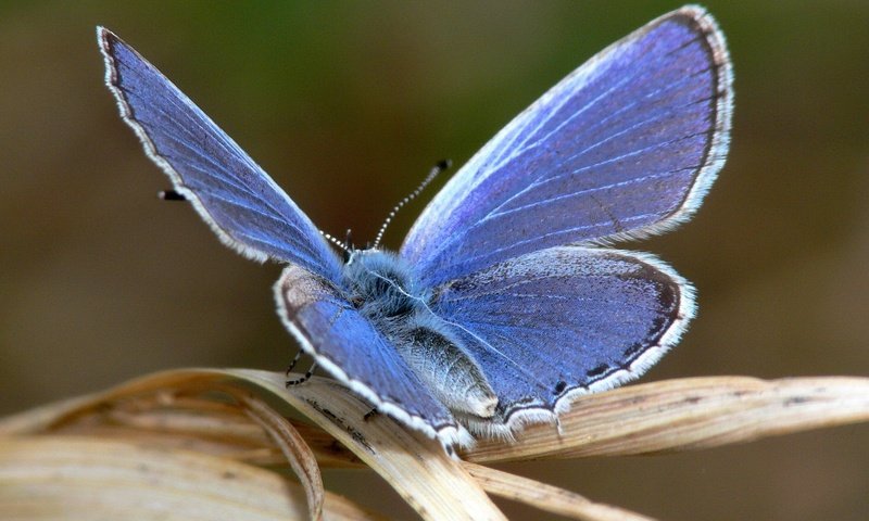 Обои макро, насекомое, синий, бабочка, крылья, лист, macro, insect, blue, butterfly, wings, sheet разрешение 1920x1440 Загрузить