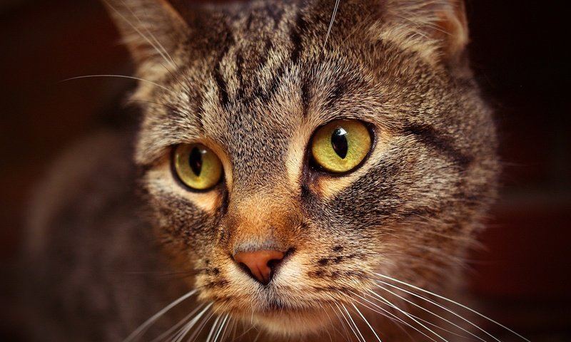 Обои кот, мордочка, кошка, взгляд, кошак, cat, muzzle, look, koshak разрешение 1920x1200 Загрузить