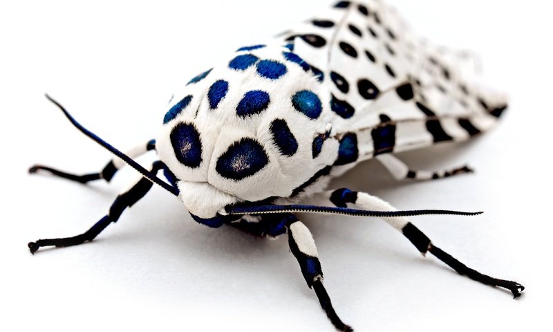 Обои макро, насекомое, леопардовая моль, моль, macro, insect, leopard moth, mol разрешение 3724x2548 Загрузить