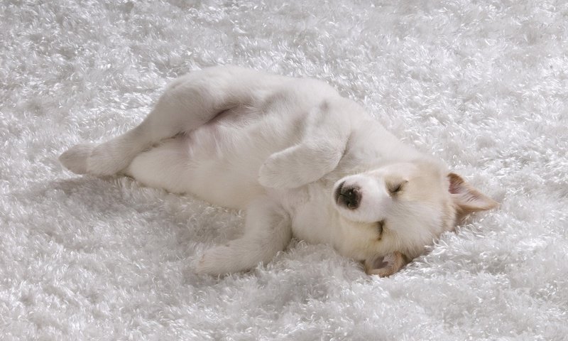 Обои сон, белый, песик, ковер, sleep, white, doggie, carpet разрешение 1920x1200 Загрузить