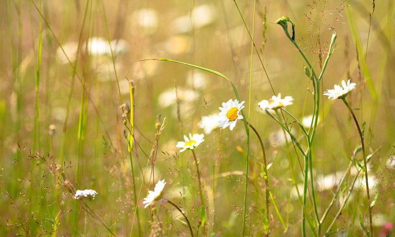 Обои трава, лето, ромашка, солнечно, grass, summer, daisy, sunny разрешение 1920x1080 Загрузить