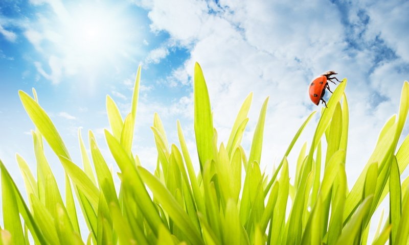 Обои трава, облака, жук, grass, clouds, beetle разрешение 2439x1711 Загрузить