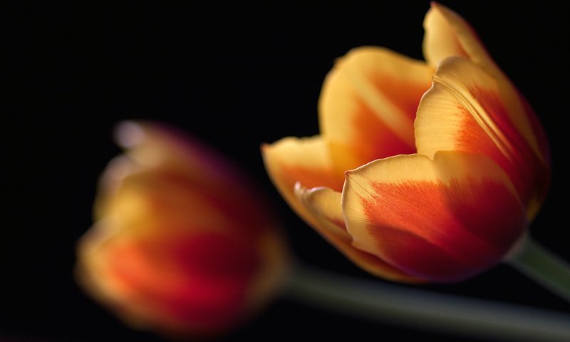 Обои макро, черный, тюльпаны, macro, black, tulips разрешение 2560x1600 Загрузить