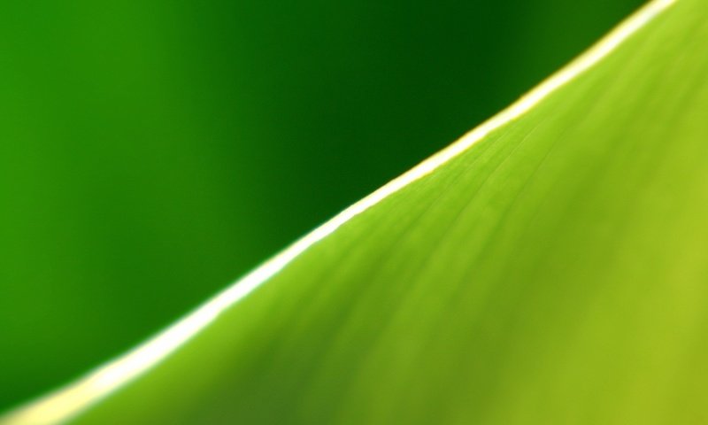 Обои зелёный, полоса, лист, край, green, strip, sheet, edge разрешение 1920x1440 Загрузить