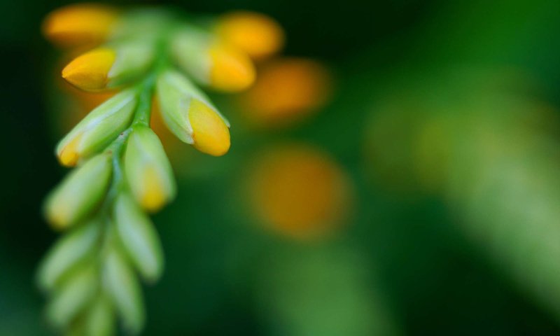 Обои природа, зелень, цветок, размытость, crocosmia, крокосмия, nature, greens, flower, blur разрешение 2000x1330 Загрузить