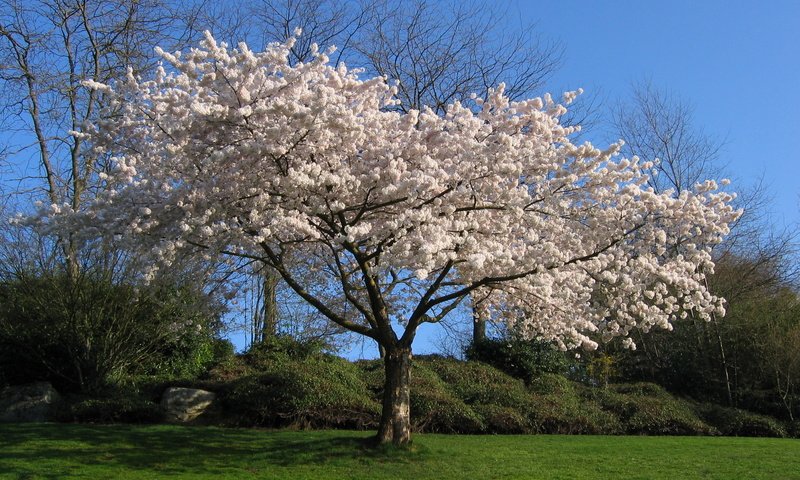 Обои дерево, белый, вишня, сакура, tree, white, cherry, sakura разрешение 2272x1704 Загрузить