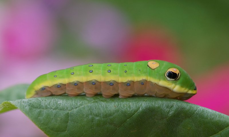Обои листик, гусеница, цветная, leaf, caterpillar, color разрешение 3008x2000 Загрузить