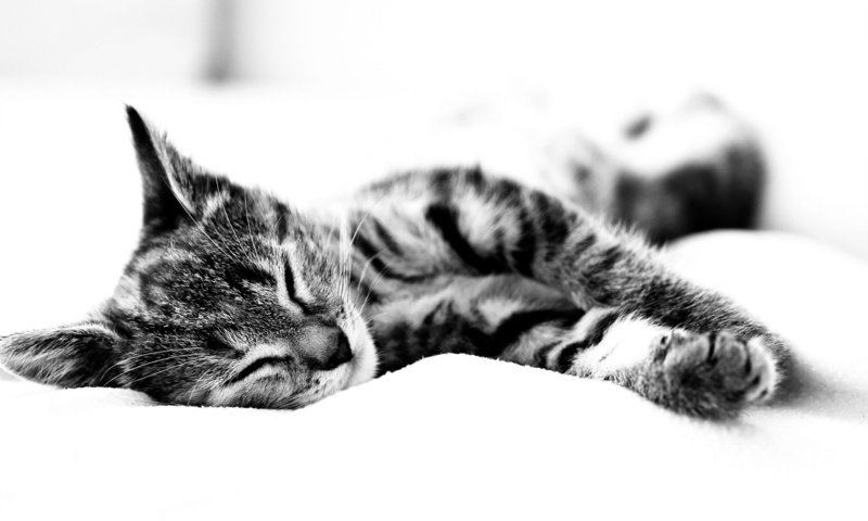 Обои чёрно-белый, кошак спит, простынь, black and white, koshak sleeps, sheets разрешение 2560x1600 Загрузить