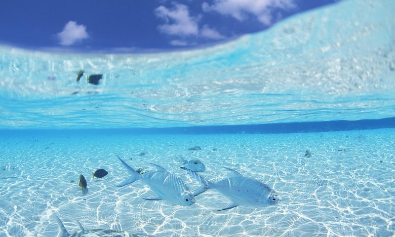 Обои небо, вода, океан, рыбка, прозрачная, the sky, water, the ocean, fish, transparent разрешение 1920x1200 Загрузить
