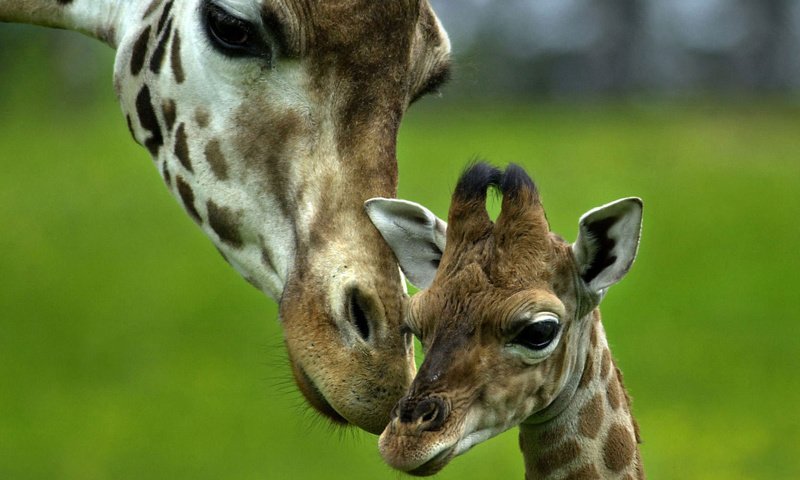 Обои любовь, нежность, мама, забота, малыш, жираф, love, tenderness, mom, care, baby, giraffe разрешение 1920x1080 Загрузить