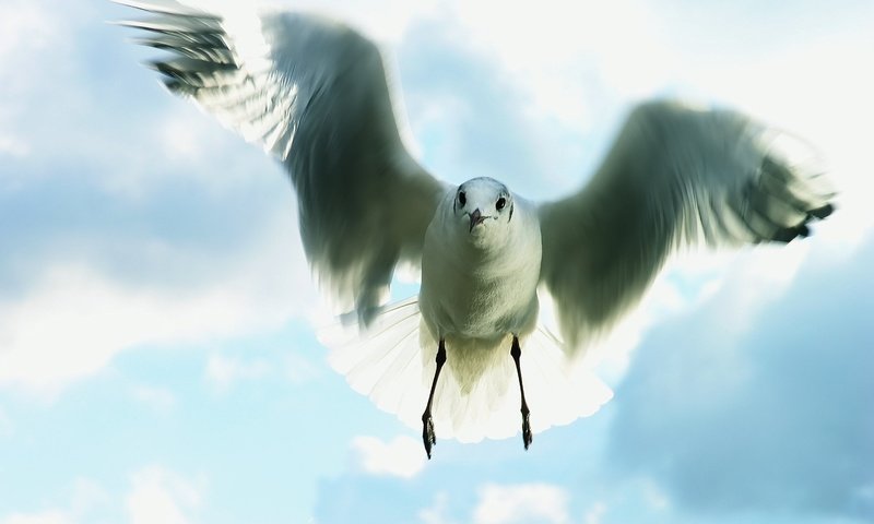 Обои небо, полет, чайка, the sky, flight, seagull разрешение 2959x2199 Загрузить