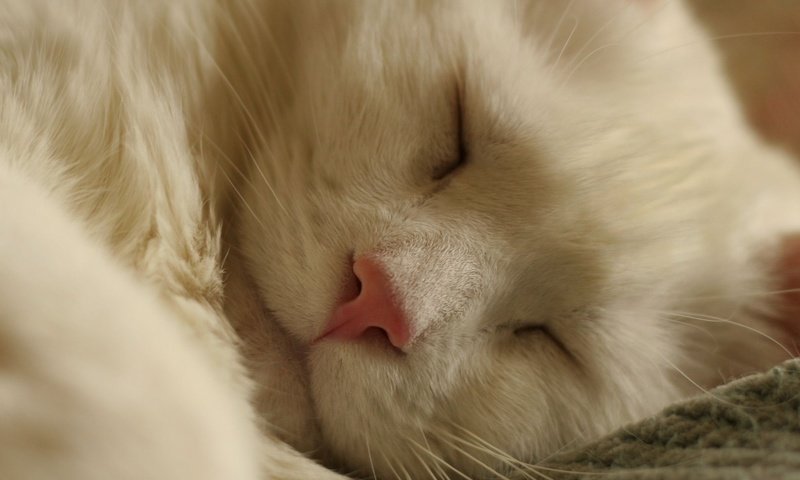 Обои кот, белый, спит, cat, white, sleeping разрешение 2048x1536 Загрузить