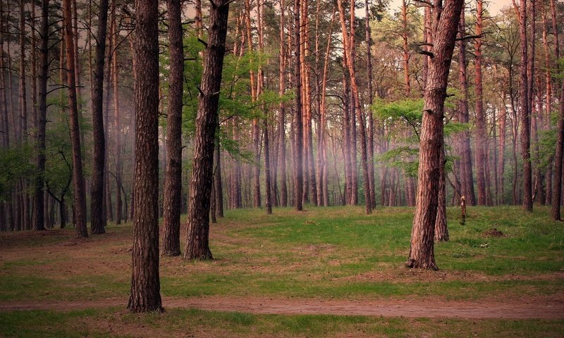 Обои деревья, лес, сосны, trees, forest, pine разрешение 1920x1200 Загрузить