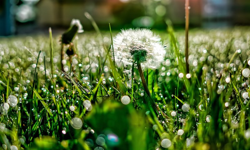 Обои свет, трава, роса, блики, поляна, одуванчик, light, grass, rosa, glare, glade, dandelion разрешение 1920x1200 Загрузить