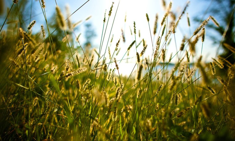 Обои трава, лето, through the grass, grass, summer разрешение 1920x1200 Загрузить