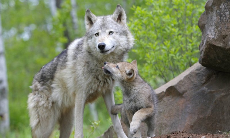 Обои лес, семья, волки, волк, волчица, волчья, волчонок, forest, family, wolves, wolf, the cub разрешение 1920x1080 Загрузить