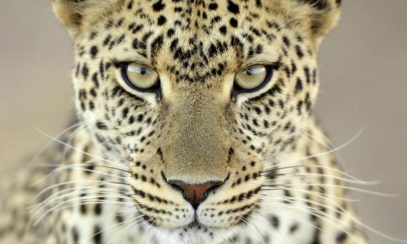 Обои морда, усы, взгляд, леопард, пятна, face, mustache, look, leopard, spot разрешение 1920x1200 Загрузить