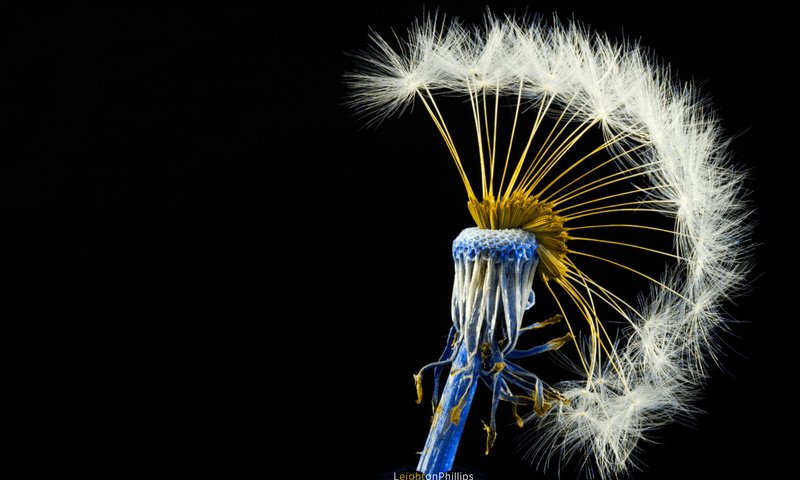 Обои одуванчик, ирокез, centaureidin, dandelion, mohawk разрешение 1920x1200 Загрузить