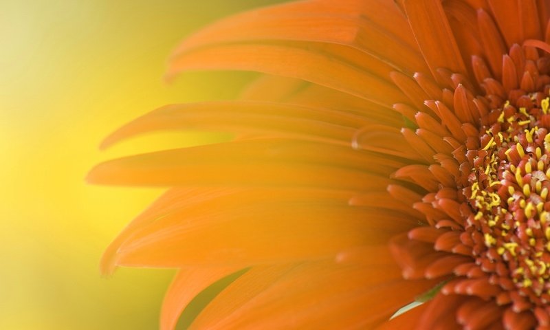 Обои желтый, цветок, лепестки, маки, хризантема, гербера, yellow, flower, petals, maki, chrysanthemum, gerbera разрешение 1920x1200 Загрузить
