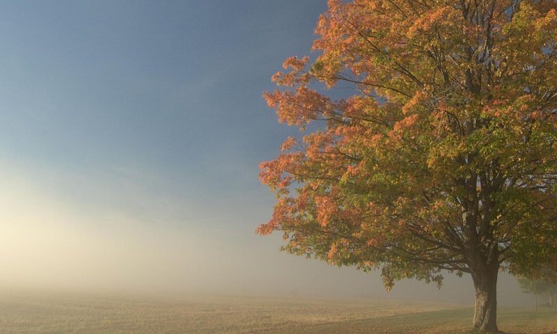 Обои дерево, туман, поле, tree, fog, field разрешение 1920x1201 Загрузить