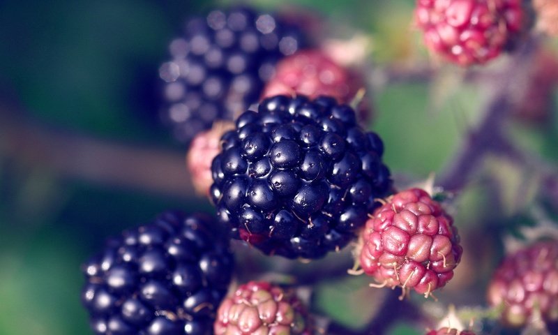 Обои ягода, растение, ежевика, berry, plant, blackberry разрешение 1920x1200 Загрузить