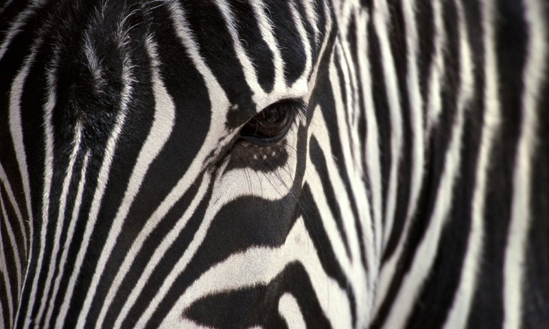 Обои полосы, зебра, черный, белый, крупным планом, strip, zebra, black, white, closeup разрешение 2560x1600 Загрузить