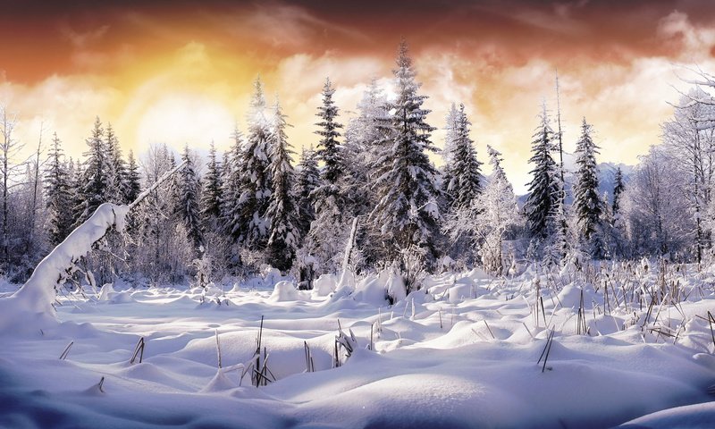 Обои небо, снег, лес, зима, цвет, елки, the sky, snow, forest, winter, color, tree разрешение 1920x1200 Загрузить