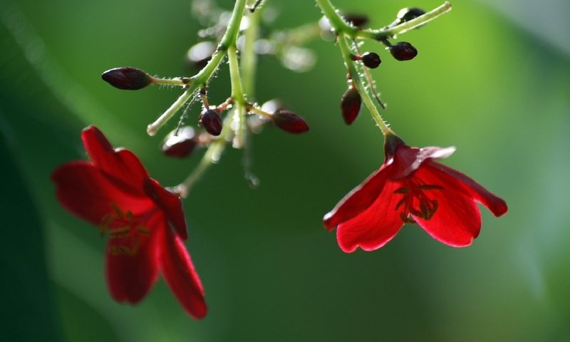 Обои цветы, бутоны, красные, flowers, buds, red разрешение 1920x1200 Загрузить