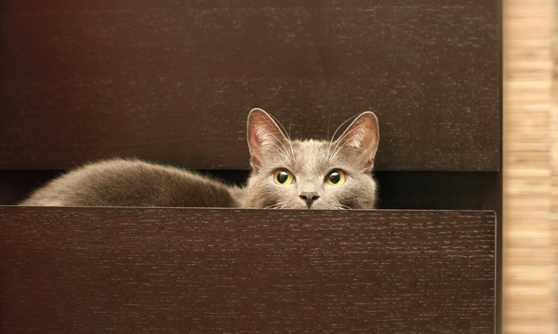 Обои кот, мордочка, кошка, взгляд, серый, комод, cat, muzzle, look, grey, chest разрешение 3888x2592 Загрузить