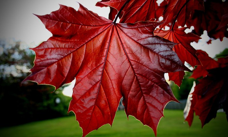 Обои листья, красные, клёна, leaves, red, maple разрешение 3456x2304 Загрузить