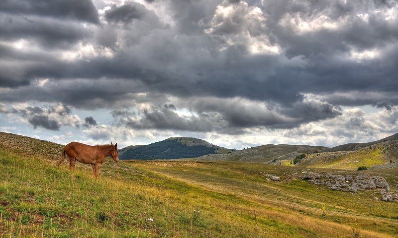 Обои лошадь, облака, холмы, horse, clouds, hills разрешение 1920x1200 Загрузить