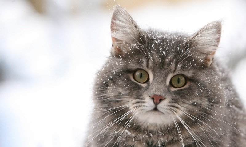 Обои обои, зима, снежинки, кошка, wallpaper, winter, snowflakes, cat разрешение 1920x1080 Загрузить