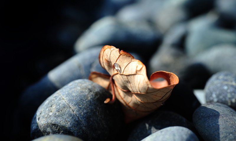 Обои камни, обои, макро фото, листья, красота, осенний лист, stones, wallpaper, macro photo, leaves, beauty разрешение 1920x1200 Загрузить