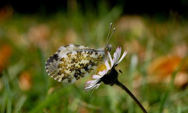 Обои природа, бабочка, макросьемка, nature, butterfly, microsemi разрешение 2560x1600 Загрузить