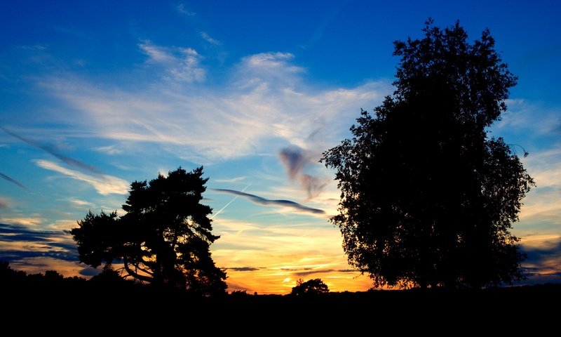 Обои небо, деревья, закат, the sky, trees, sunset разрешение 1920x1080 Загрузить