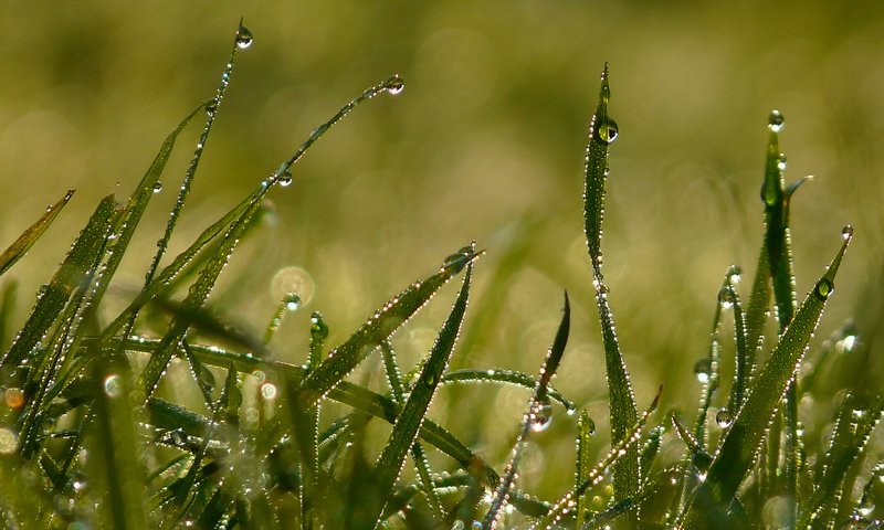 Обои свет, трава, утро, роса, капли, лето, light, grass, morning, rosa, drops, summer разрешение 2560x1920 Загрузить