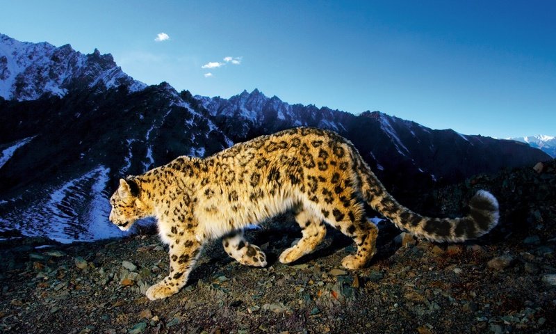 Обои горы, снежный барс, ирбис, mountains, snow leopard, irbis разрешение 2560x1600 Загрузить