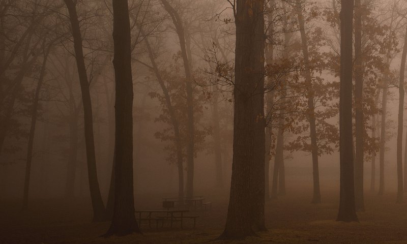 Обои деревья, отдых, лес, темнота, фото, дымка, утро, свобода, туман, свежесть, скамейки, красота, trees, stay, forest, darkness, photo, haze, morning, freedom, fog, freshness, benches, beauty разрешение 1935x1024 Загрузить