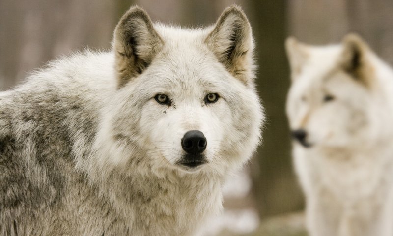 Обои природа, лес, хищники, волки, охота, волк, nature, forest, predators, wolves, hunting, wolf разрешение 3888x2592 Загрузить