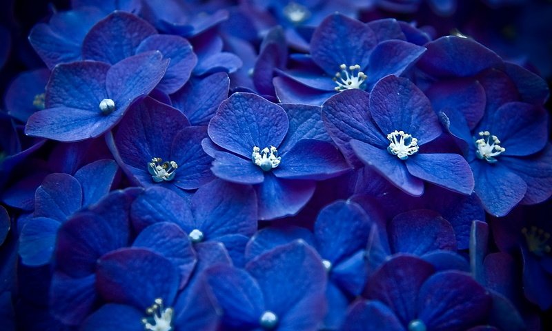 Обои цветы, синий, лепестки, бутон, соцветие, гортензия, flowers, blue, petals, bud, inflorescence, hydrangea разрешение 1920x1080 Загрузить