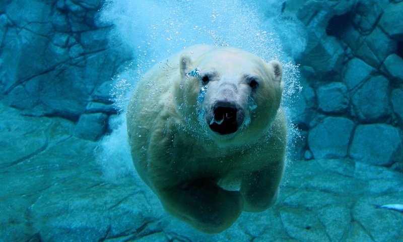 Обои вода, белый медведь, медведь под водой, water, polar bear, bear under water разрешение 1920x1440 Загрузить