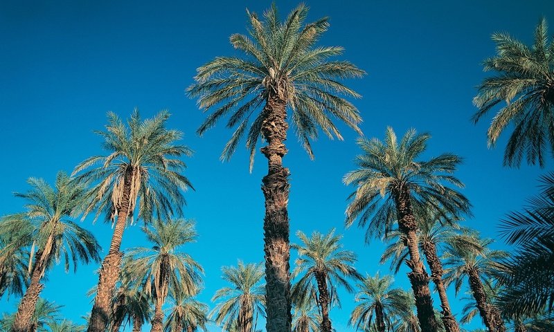 Обои небо, синий, пальмы, the sky, blue, palm trees разрешение 1920x1440 Загрузить