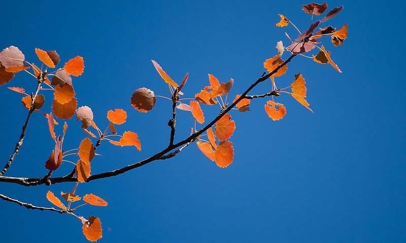 Обои небо, ветка, листва, осень, the sky, branch, foliage, autumn разрешение 1920x1080 Загрузить