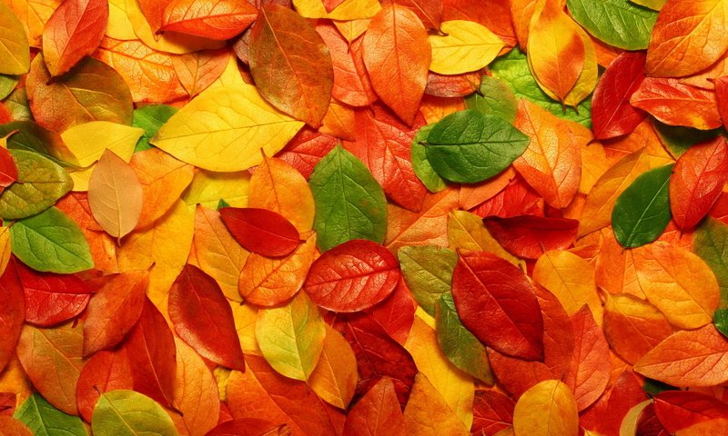 Обои желтый, листья, листва, осень, оранжевый, yellow, leaves, foliage, autumn, orange разрешение 1920x1080 Загрузить