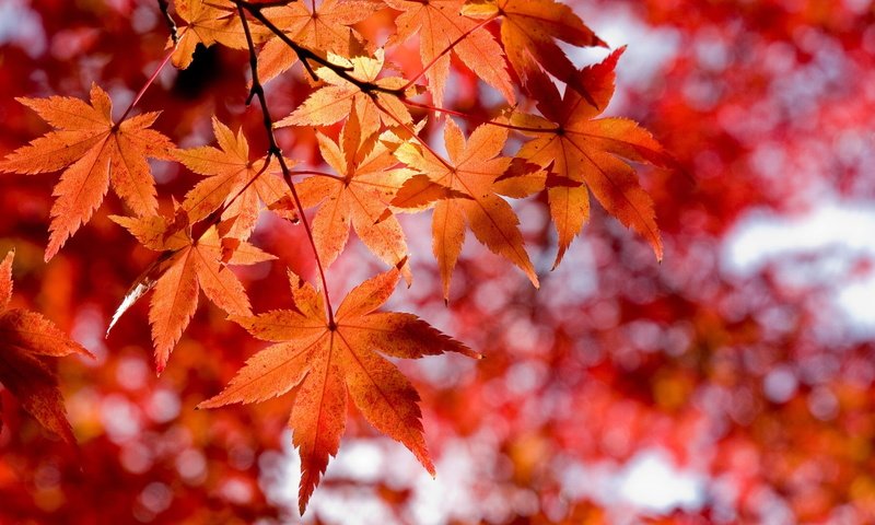 Обои листва, осень, красный, оранжевый, foliage, autumn, red, orange разрешение 1920x1080 Загрузить