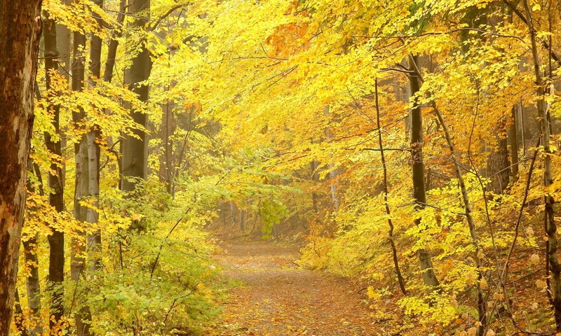 Обои лес, листья, осень, forest, leaves, autumn разрешение 1920x1080 Загрузить