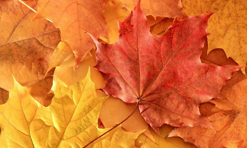 Обои листья, осень, клен, leaves, autumn, maple разрешение 1920x1080 Загрузить