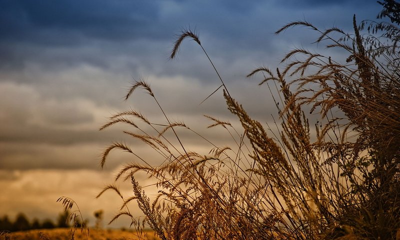 Обои поле, урожай, рожь, field, harvest, rye разрешение 1920x1200 Загрузить