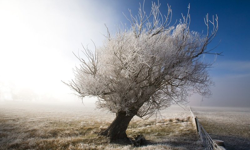 Обои небо, снег, дерево, зима, пейзаж, иней, забор, the sky, snow, tree, winter, landscape, frost, the fence разрешение 1920x1200 Загрузить