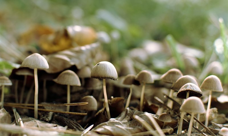 Обои лес, грибы, forest, mushrooms разрешение 2560x1600 Загрузить